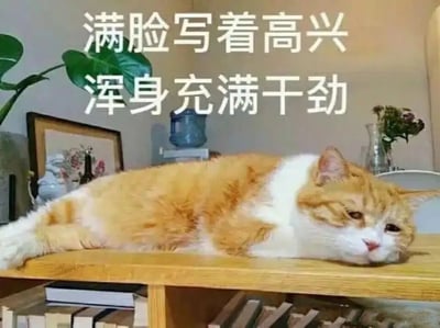 这是一张文字加注类的情绪表达表情包，画面主体是网红橘白猫“楼楼”，它瘫趴在木质桌面上，眼皮半耷拉着，眼神倦怠，身体完全放松贴在桌面上，神情无精打采，一副提不起丝毫干劲的模样。图片上方配有两行醒目的白色文字“满脸写着高兴 浑身充满干劲”，文字所传递的积极状态和猫咪的倦怠神情形成强烈反差，用反讽的手法精准地表达出人们在工作、学习中身心疲惫、不想行动却不得不强撑的无奈情绪，十分贴合职场人、学生群体在倦怠状态下的心境，常被用于社交聊天中吐槽疲惫、表达不情愿的情绪。
