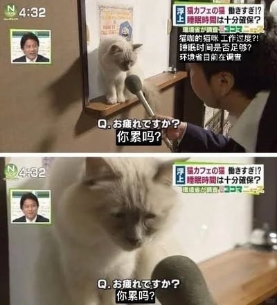 这是一张上下拼接的日本新闻节目视频截图，采用拟人化的新闻采访形式，聚焦“猫咖猫咪工作过度、睡眠时间是否充足”的话题。上图中，一只浅色猫咪站在木质架子上，面对采访者递来的麦克风，表情还有些精神；下图中，镜头拉近拍摄这只猫咪，它耷拉着眼皮，神情显得十分疲惫。画面配有中日双语的提问“Q.お疲れですか？ 你累吗？”，右上角的新闻标题也用日文标注了相关调查主题。这组画面将猫咖里“营业”的猫咪比作职场打工人，它的疲惫表情精准戳中了被工作压力困扰的人群，引发强烈共鸣。
