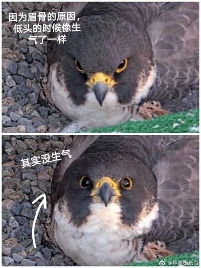 这是一张上下分栏的趣味动物对比图，主角是一只疑似游隼的猛禽。上图中它低头时，由于眉骨的遮挡，眼部形态让它看起来满脸愤怒、神情凶狠，配文标注“因为眉骨的原因，低头的时候像生气了一样”；下图中它抬头面向镜头，露出完整的眼睛，神态瞬间变得呆萌无辜，配文“其实没生气”，并用箭头指向它的眼睛，清晰解释了是眉骨结构造成的视觉错觉。两张图的强烈反差制造出十足的搞笑效果，让人感受到动物外形带来的趣味误会。