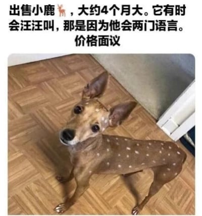 图片上方文字声称“出售小鹿🦌，大约4个月大。它有时会汪汪叫，那是因为他会两门语言。价格面议”，下方是一只棕色带白色斑点的狗站在木质地板上抬头看的照片。图片通过将狗戏称为“小鹿”，并编造“会两门语言所以汪汪叫”的理由制造幽默效果，实际是利用语言歧义的搞笑梗图。