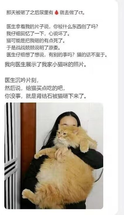 这是一则幽默的个人经历分享，文字部分讲述作者因被猫咪砸到后出现尿中带血的情况，就医检查后发现竟是猫咪的撞击意外将肾结石震落的趣事。配图为作者抱着一只体型较大的橘猫，猫咪表情淡定，整体氛围轻松搞笑。