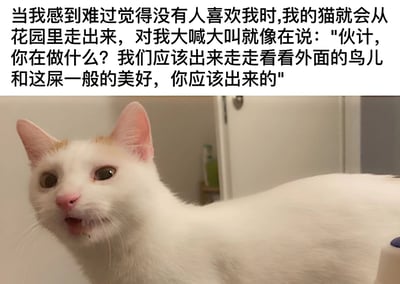 图片上半部分为文字描述：'当我感到难过觉得没有人喜欢我时,我的猫就会从花园里走出来，对我大喊大叫就像在说：'伙计，你在做什么？我们应该出来走走看看外面的鸟儿和这屎一般的美好，你应该出来的''。下半部分是一只白色带有橙色耳朵的猫，正张嘴看着前方，仿佛在大声喊叫。整体通过猫咪拟人化的幽默表达，展现宠物在人情绪低落时的治愈作用，其中'屎一般的美好'带有自嘲式的搞笑意味。