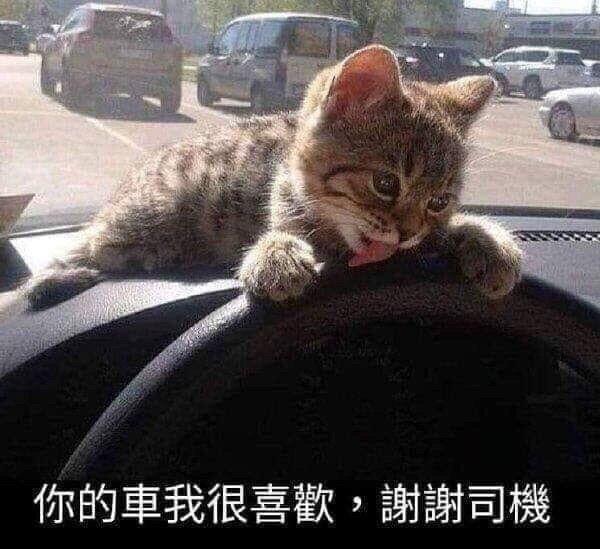 虎斑小奶猫