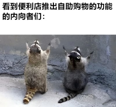 图片上方有文字'看到便利店推出自助购物的功能的内向者们：'，下方是两只浣熊后腿站立、前爪举起仰望墙壁的照片。这张梗图通过浣熊兴奋仰望的姿态，幽默地表现了内向者对无需与人交流的自助购物功能的期待和喜悦。