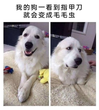 这是一张左右对比的宠物趣味静态图，上方配有文字“我的狗一看到指甲刀就会变成毛毛虫”。左侧画面中，一只白色长毛狗狗趴在毛绒垫子上，露出两只前爪，嘴角上扬，表情开心放松，旁边还有玩具陪伴；右侧画面里，这只狗狗看到指甲刀后，将两只前爪完全缩到身体下方，整个身体团成一团，表情委屈又抗拒，眼神低落，像毛毛虫一样缩起身体，旁边还有一只手似乎准备给它剪指甲，生动又有趣地展现了狗狗对剪指甲这件事的强烈抗拒，充满生活趣味。