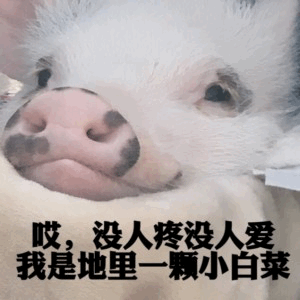 没人疼没人爱的小猪白菜梗图