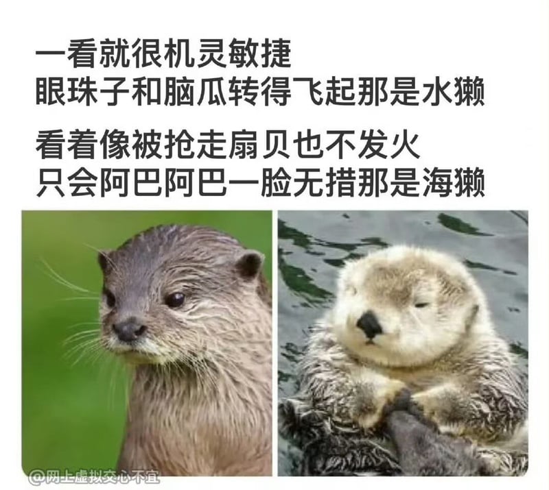 水獭