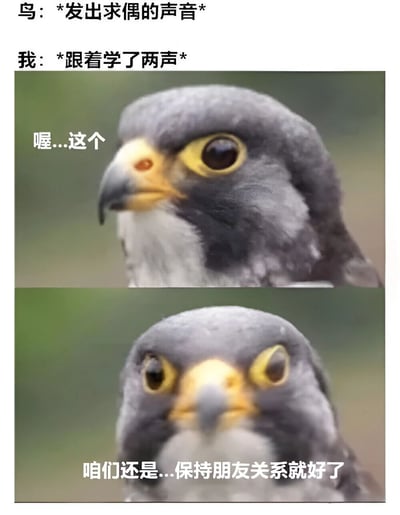 这是一张上下两格拼接的搞笑梗图。上格文字描述“鸟：*发出求偶的声音* 我：*跟着学了两声*”，配图为一只猛禽侧头特写，旁边文字“喔...这个”，表现出鸟听到模仿声后的困惑；下格为同一只猛禽直视镜头的特写，文字“咱们还是...保持朋友关系就好了”，幽默地将动物行为拟人化，营造出“被鸟朋友zone”的搞笑效果。