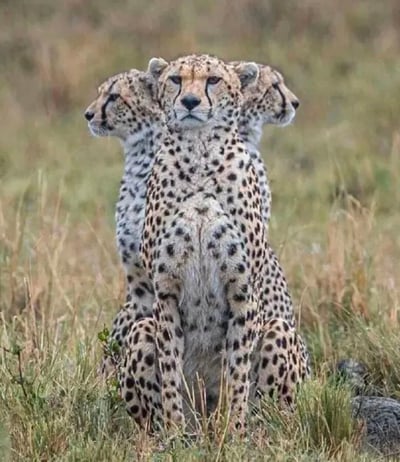 图片中三只猎豹呈前后排列静坐在草原草地上，中间的猎豹正面朝向镜头，眼神专注凝视前方，左右两侧的猎豹则分别转头望向左侧和右侧。它们的皮毛布满黑色圆形斑点，身体姿态沉稳，背景是模糊的黄绿色草原植被，整体画面展现出野生动物在自然栖息地中的宁静与威严。