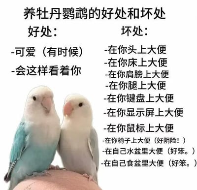 这是一张图文混排的养宠梗图，采用左右对比的文字排版，搭配下方两只依偎在一起的软萌牡丹鹦鹉照片。图中左侧列出养牡丹鹦鹉的两条好处：“可爱（有时候）”“会这样看着你”；右侧则用一连串的内容吐槽养牡丹鹦鹉的核心坏处——鹦鹉会到处排便，包括主人的头上、床上、肩膀、腿、键盘、显示屏、鼠标、椅子，甚至自己的水盆和食盆里，还配上“好阴险！”“好笨。”的调侃，通过好处的单薄和坏处的密集夸张形成强烈反差，搞笑地还原了养牡丹鹦鹉的真实糟心日常，没有双关、谐音梗等内容。