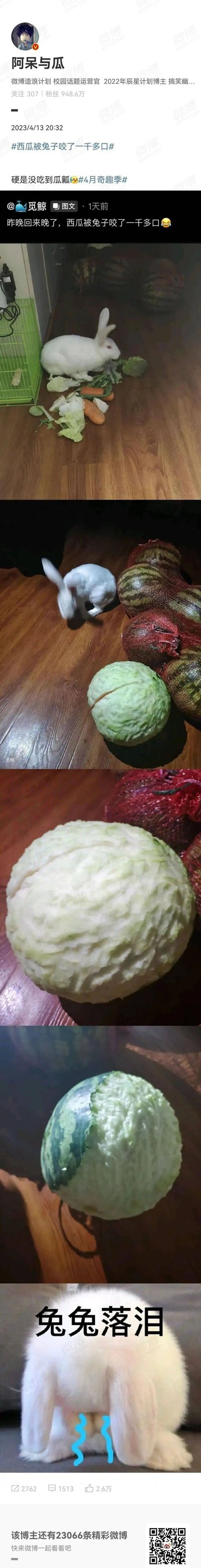 这是一条来自微博的分享内容，由博主“阿呆与瓜”转发自博主“觅鲸”的图文。内容展示了一只白色家兔，先是呈现兔子进食蔬菜的画面，接着展示了被兔子啃咬过的西瓜：西瓜的绿色外皮被啃得干干净净，只剩白色的瓜皮，布满密密麻麻的咬痕，看起来被咬了非常多口，但始终没能突破瓜皮吃到内部的瓜瓤。最后还有一张兔子的背影图，配上“兔兔落泪”的文字和手绘的蓝色眼泪，调侃兔子努力啃咬却没能吃到想要的瓜瓤的搞笑场景。内容附带话题#西瓜被兔子咬了一千多口#、#4月奇趣季#，整体风格轻松搞笑，记录了生活里的奇趣萌宠事件。