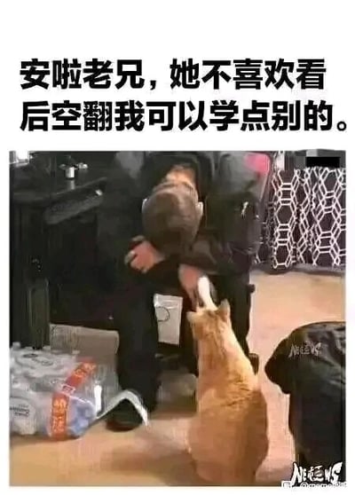 这是一张结合视觉错位与拟人化配文的搞笑静态图。拍摄角度造成了视觉错觉，让坐着的人的头部看起来像是和猫的身体结合在一起，旁边的橘猫站立着，爪子拉住这个人的手。图上方的配文将橘猫拟人化，仿佛它正在和旁边的“猫老兄”沟通，表示对方不喜欢看后空翻，自己可以学习别的技能，这种荒诞的设定和视觉错位的效果结合，制造出诙谐幽默的氛围。