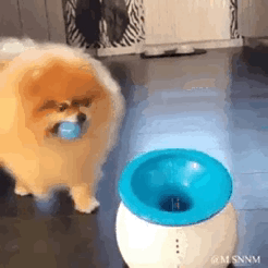 博美犬