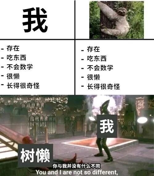 树懒