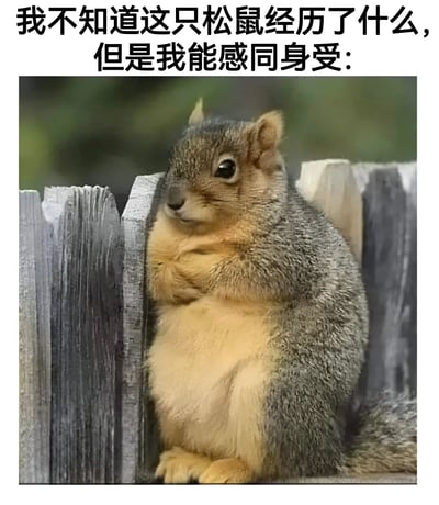 图片上方配有文字'我不知道这只松鼠经历了什么，但是我能感同身受：'，下方是一只胖松鼠的照片。松鼠站立在木栅栏旁，身体微胖，前爪交叠于胸前，眼神平静地望向一侧，整体给人一种虽不知其经历但能产生共鸣的感觉。
