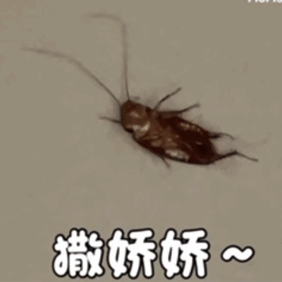 这是一个动态GIF图，画面主体是一只真实的蟑螂在平整的浅色地面上扭动身体，呈现出类似扭动撒娇的姿态，图的下方配有软萌的白色文字“撒娇娇～”。通过将令人厌恶的蟑螂与可爱的撒娇行为、文字进行结合，制造出强烈的反差感，形成荒诞搞笑的效果，适合用来玩梗、整蛊或者在聊天中制造趣味氛围。