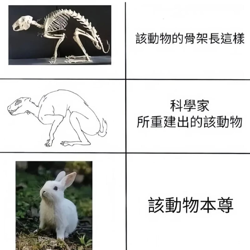兔子