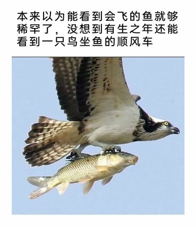 这是一张图文结合的趣味梗图，上方配有幽默文案：“本来以为能看到会飞的鱼就够稀罕了，没想到有生之年还能看到一只鸟坐鱼的顺风车”。图片主体是一只鱼鹰（鹗），它双爪紧紧攫住一条体型不小的鱼，正展翅在晴朗的蓝天上飞行，鱼鹰眼神锐利，姿态矫健，显然是捕猎成功后带着猎物返程的状态。文案故意颠倒了鱼鹰与鱼的主客关系，用夸张调侃的语气，将猛禽捕猎的真实场景包装成“搭顺风车”的搞笑画面，制造出强烈的反差感，让原本普通的动物抓拍变得充满趣味，适合在社交平台作为搞笑内容分享。