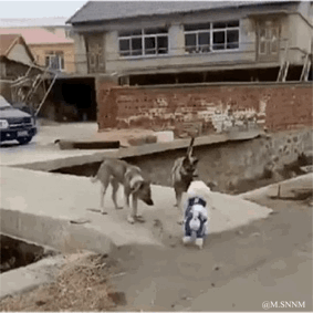 这是一段乡村场景的动态GIF，画面中一位穿着熊猫造型连体衣的小孩站在水泥矮台边缘，摆出类似准备“战斗”的姿势，面前是两只体型比小孩大不少的大狗，一只低头嗅闻地面，另一只看向小孩。萌娃与大狗的体型反差加上小孩的可爱姿势，让整个画面充满搞笑又温馨的氛围，没有双关、谐音梗等隐含内容，是真实生活里的趣味互动瞬间。
