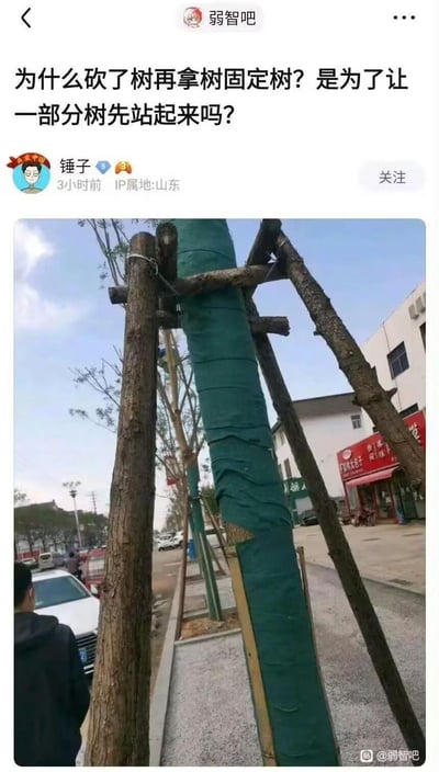 这是一张来自百度贴吧「弱智吧」的社交媒体截图，用户「锤子」发布了一张街道实拍图：新栽种的树木被砍下来的树干做成支架固定着。配文吐槽这种看似不合理的操作：「为什么砍了树再拿树固定树？是为了让一部分树先站起来吗？」，玩了「让一部分人先富起来」的梗，将社会热语套用在树木上，用荒诞的调侃吐槽这种绿化操作的迷惑性，引发网友对这类行为的讨论。