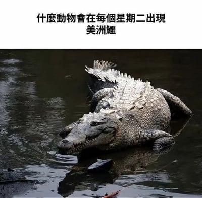 图片上方有文字提问'什么动物会在每个星期二出现'及答案'美洲鳄'，下方是一张美洲鳄漂浮在水面上的照片。图片利用谐音梗，'美洲鳄'的发音与'每周二'相近，形成趣味问答效果。