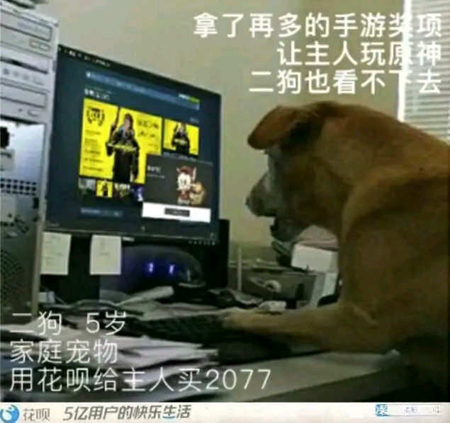 家庭宠物