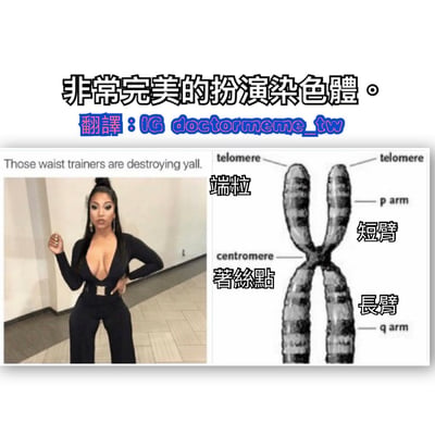 图片为左右对比结构。左侧是一位穿着黑色深V连体装的女性，她单手叉腰、另一手抬起，摆出自信姿势，旁边配有英文文字"Those waist trainers are destroying yall."；右侧是一张染色体结构图，标注了端粒（telomere）、着丝点（centromere）、短臂（p arm）和长臂（q arm）。顶部有中文标题"非常完美的扮演染色體。"及翻译来源"翻譯：IG doctormeme_tw"。图片通过女性的姿势与染色体结构的视觉相似性制造幽默效果，属于科普相关的搞笑对比梗图。