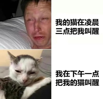 上下对比图展示了猫咪和主人互相叫醒的幽默场景。上图中男子躺在床上，双眼红肿、面带泪痕，配文'我的猫在凌晨三点把我叫醒'；下图中猫咪趴在床上，眼神困倦、表情不耐烦，配文'我在下午一点把我的猫叫醒'。通过相似的疲惫表情和相反的行为形成搞笑反差，体现了宠物主人与猫咪之间有趣的互动关系。