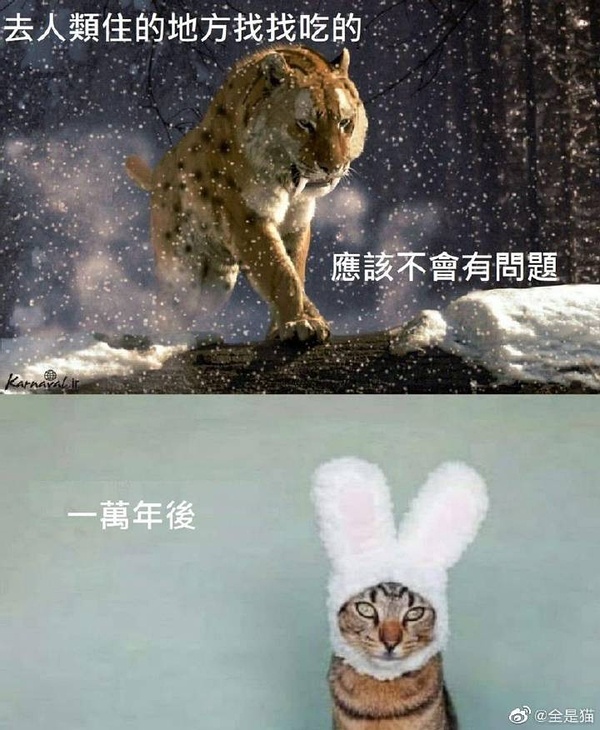 老虎