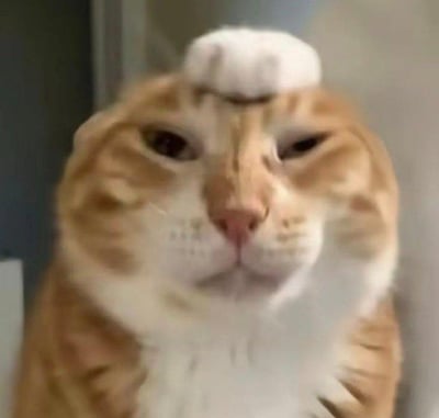 一张橘猫的特写照片，它的头顶上平衡着一个白色物体（可能是爪子或玩具）。猫咪表情平静，眼神略带困惑，眼睛半睁半闭，给人一种既淡定又有点懵的有趣感觉。
