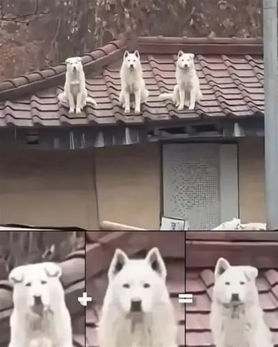 图片分为上下两部分，上半部分展示三只白色的狗并排坐在瓦片屋顶上，表情严肃地望向同一个方向；下半部分则将三只狗分别截图并排列成数学算式的形式，用“+”和“=”符号连接，呼应标题“🐶+🐶=🐶”的幽默效果。这种创意构图通过视觉上的“1+1=1”打破常规数学逻辑，制造出荒诞又搞笑的反差萌。