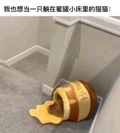 图片上方有文字'我也想当一只躺在蜜罐小床里的猫猫：'，下方是一只真实的猫咪蜷缩在一个蜜罐形状的小床中，小床外侧印有'HONEY'字样，床内黄色布料模拟蜂蜜溢出的效果，猫咪在其中显得十分惬意放松。整体画面营造出温馨治愈的氛围，文字直接表达了对猫咪这种舒适生活状态的向往。