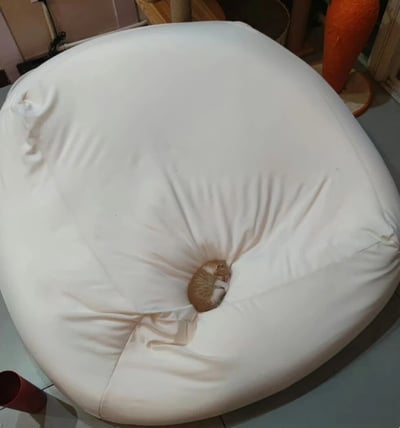 一只橘白相间的小猫咪蜷缩在一个巨大的白色豆袋椅正中央熟睡，形成了可爱的视觉反差。猫咪的身体几乎完全陷入柔软的豆袋中，只露出一小部分背部和头部。背景中可以看到室内环境的一角，包括猫爬架和橙色的装饰品。