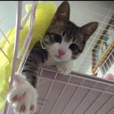 一只可爱的虎斑猫正从笼子里探出头向外张望，大大的眼睛充满好奇。猫咪有着灰白相间的毛发，白色的爪子伸出笼外，背景中可以看到笼子里的黄色毛绒玩具。