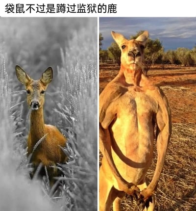 这是一张左右对比的静态趣味梗图，左侧是一只身处草丛中的鹿，背景为黑白色调，鹿的外形温顺，平静地看向镜头；右侧是一只肌肉线条十分明显的袋鼠，身处干旱枯黄的野外环境，它双手交叠放在身前，姿态严肃凶悍，同样看向镜头。图的顶部配有文字“袋鼠不过是蹲过监狱的鹿”，该内容是结合鹿和袋鼠头部外形的相似点，以及袋鼠强壮的躯体，用荒诞调侃的方式将袋鼠比作经历过监狱生活后变得凶悍强壮的鹿，制造出反差搞笑的效果。