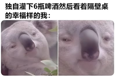 图片上方配有文字'独自灌下6瓶啤酒然后看着隔壁桌的幸福样的我：'，下方为左右两张考拉图片。左侧考拉侧头看向一旁，表情略带思索；右侧考拉为面部特写，表情平静中带着一丝微醺，生动展现了独自饮酒后看到他人幸福场景时的复杂心情。