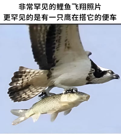 图片展示了一只鹰在天空中飞行，爪子紧紧抓住一条鲤鱼。上方配有文字“非常罕见的鲤鱼飞翔照片 更罕见的是有一只鹰在搭它的便车”，通过幽默的文字反转了实际场景——原本是鹰捕猎鲤鱼的画面，被描述为鲤鱼“飞翔”并让鹰“搭便车”，营造出搞笑的反差效果。