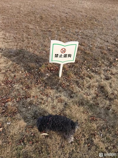 这是一张真实拍摄的静态照片，画面展现了一片枯黄的户外草地，地面散落着干枯落叶与碎石，草地中立着一个书本造型的白色标识牌，标识牌带有绿色边框，上面印有禁止遛狗的警示图标和“禁止遛狗”的黑色文字。在标识牌正下方的草地上，一只黑色卷毛小狗正低头活动，标识的禁令内容与现实中存在的遛狗行为形成了鲜明的趣味反差，场景充满生活感。