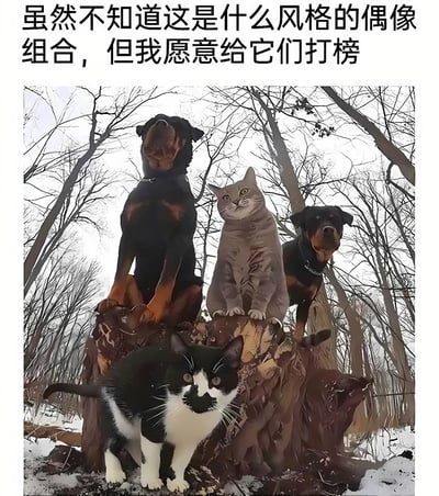 图片上方有一行文字：'虽然不知道这是什么风格的偶像组合，但我愿意给它们打榜'。下方是一张森林场景的图片，画面中有两只罗威纳犬和两只猫咪，它们都站在一个树桩上或树桩旁，背景是光秃秃的树木和地面上的积雪。动物们的表情和姿态显得十分有气势，像是一个偶像团体在拍照。