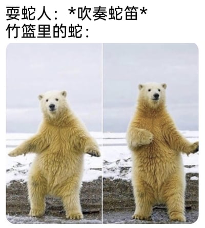 这是一张反差感拉满的搞笑梗图，上方配有文字“耍蛇人：*吹奏蛇笛* 竹篮里的蛇：”，下方是左右拼接的两张野外拍摄的北极熊照片，左侧的北极熊直立起身，双臂向两侧张开，呈现出准备舞动的姿态；右侧的北极熊同样直立，一只前爪抬起、另一只前爪向外伸展，身体姿态看起来正跟着节奏摇摆。图中用北极熊的搞笑舞蹈动作来替代常规耍蛇场景里的蛇，打破了大众对耍蛇的固有认知，通过这种错位的情景搭配制造出强烈的幽默效果，让人觉得滑稽又有趣。