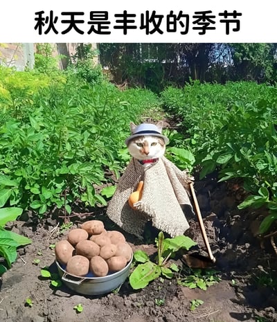 图片上方有文字“秋天是丰收的季节”，主体画面是一只戴着灰色帽子、披着米色披肩的猫咪站在郁郁葱葱的绿色菜地中。猫咪一只爪子拿着小铲子，另一只爪子握着葫芦，身前放着一个装满新鲜土豆的金属盆，整体营造出温馨可爱的秋日丰收氛围。
