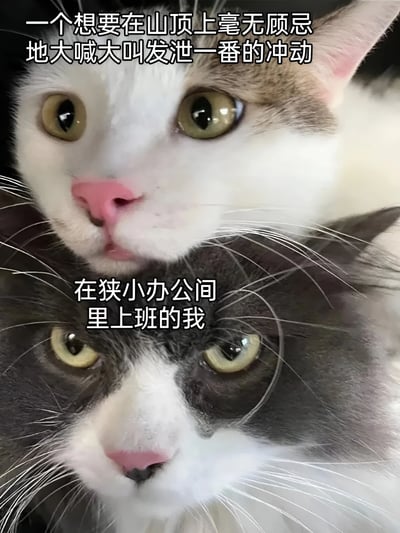 图片中两只猫上下叠放，上方白猫配文“一个想要在山顶上毫无顾忌地大喊大叫发泄一番的冲动”，眼神中带着向往；下方灰猫配文“在狭小办公间里上班的我”，眼神透露出无奈与压抑。通过猫咪的表情和文字对比，幽默展现了打工人渴望释放情绪却受限于职场环境的矛盾心理，引发职场人士共鸣。