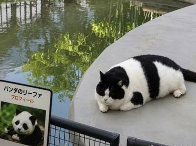 这张实拍图拍摄于动物园的熊猫展区旁，画面右侧的灰色水泥平台上趴着一只身形圆润的黑白奶牛猫，它的黑白毛发分布与大熊猫高度相似，正揣着前爪、神态慵懒地趴卧着。画面左下角立着一块熊猫介绍展示牌，牌上印有大熊猫的照片与日文介绍文字，介绍牌旁是一片泛着波纹的水面，倒映着周边的绿植与围栏。整体画面笑点十足，这只外形酷似熊猫的奶牛猫仿佛是“山寨熊猫”意外出现在熊猫展区附近，极具趣味性。
