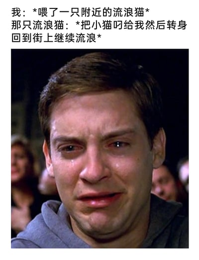 这是一张图文结合的搞笑表情包，上方文字描述了一个充满意外与无奈的场景：“我”投喂了一只附近的流浪猫，结果这只流浪猫将自己的小猫叼到“我”面前，随后便转身回到街上继续流浪；下方搭配托比·马奎尔饰演的蜘蛛侠崩溃大哭的经典影视截图，用这个极度悲伤、崩溃的面部表情，夸张地表现出“我”突然被流浪猫托付小猫，瞬间陷入不知所措、心疼又无奈的情绪，通过戏剧化的表情放大了这种意外处境的反差感，既搞笑又戳中了人们对流浪动物处境的共情。