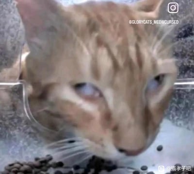 这是一张经过视觉扭曲特效处理的橘猫图片，猫咪的脸部被拉伸变形，眼神呆滞浑浊，呈现出一种无奈又嫌弃的神态，它正处在猫粮碗前，碗里装着猫粮。
这种扭曲效果让猫咪的表情显得格外滑稽，仿佛对眼前的猫粮充满了抗拒，没有双关、谐音梗或其他暗示内容。