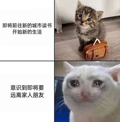 四格漫画形式的梗图，通过猫咪表情变化展现离别情绪。左上格文字“即将前往新的城市读书 开始新的生活”交代背景；右上格是一只虎斑小猫坐在迷你行李箱旁，抬头望向前方，眼神充满对新生活的期待；左下格文字“意识到即将要远离家人朋友”转折情绪；右下格为白猫近景特写，双眼含泪、表情悲伤，生动诠释了即将离别时的不舍。整体用萌宠形象幽默化表达了人们面对新生活与离别时的复杂心情。