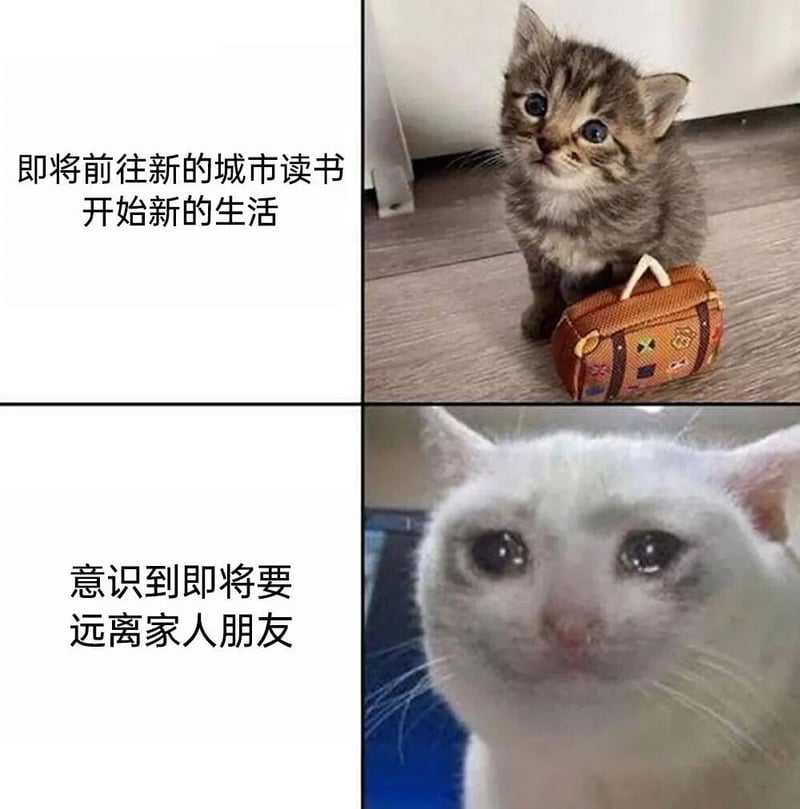 虎斑小猫1