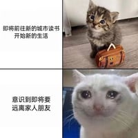 虎斑小猫1