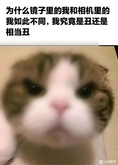 这是一张顶配底文的搞笑表情包，顶部黑色粗体配文吐槽了人们普遍存在的困惑：镜子里的自己和相机拍摄的自己样貌差异很大，甚至用“究竟是丑还是相当丑”的自嘲式提问放大这种焦虑感；下方搭配一张做了模糊处理的橘白猫咪脸部特写，猫咪呆滞茫然的表情和文字内容高度契合，生动传达出面对样貌差异时的自我怀疑情绪，整体风格搞笑接地气，很容易引发网友共鸣。