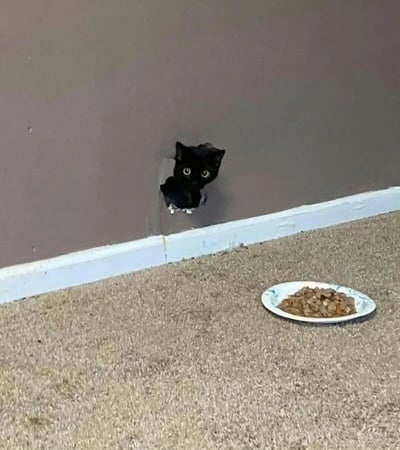 一只全身漆黑的小猫从墙壁底部的破洞中探出头来，两只圆溜溜的大眼睛瞪得溜圆，正直勾勾地注视着前方地板上的一盘猫粮。猫咪的身体大部分隐藏在墙洞内，只有头部和前爪露出，表情充满好奇与渴望。墙洞周围有明显的破损痕迹，地面铺着浅棕色地毯，猫粮盛放在一个带有蓝色花纹的白色盘子里。整个画面展现出猫咪发现食物时的可爱反应，充满生活气息和趣味性。